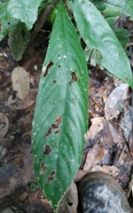 Palicourea racemosa