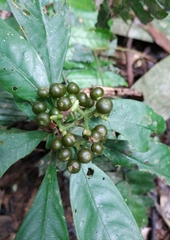 Palicourea racemosa