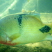 Blackbelt Cichlid - Photo (c) Callie, some rights reserved (CC BY-NC), uploaded by Callie
