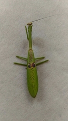 Stagmatoptera binotata