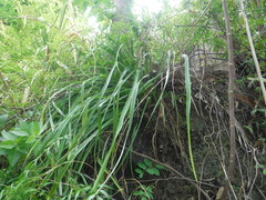 Pitcairnia