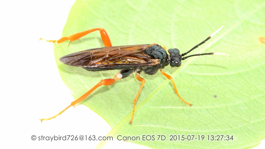 Siobla caerulea