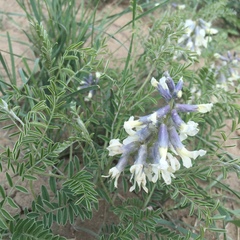 Sophora nuttalliana