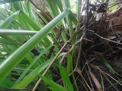 Pitcairnia