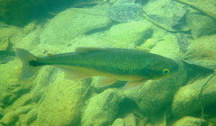Brycon