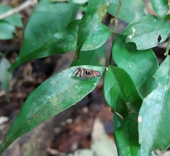 Pintalia constellaris