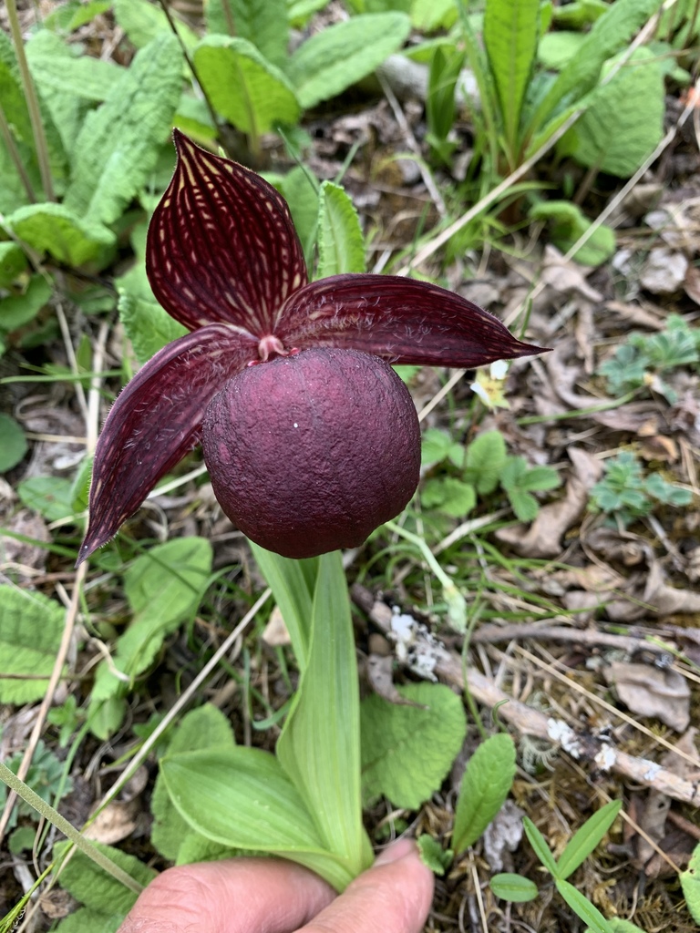 Cypripedium tibeticum King ex Rolfe 3