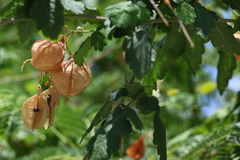 Cardiospermum corindum