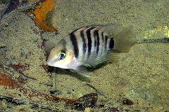 Chetumal Cichlid photo 1