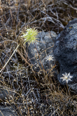 Navarretia tagetina