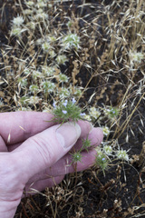 Navarretia tagetina