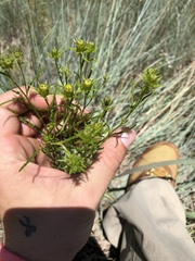 Dysodiopsis tagetoides