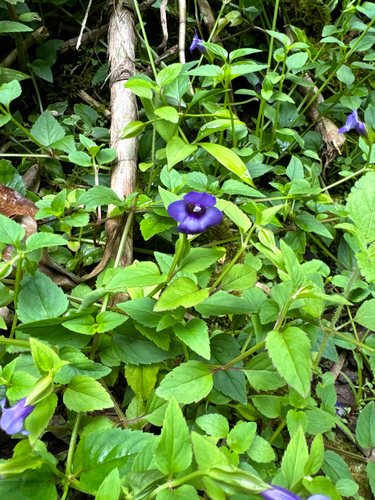 Torenia concolor, 2024-07-08