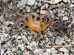 Curicaberis culiacan