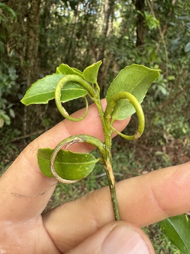 Durandea jenkinsii observed 2024-07-09