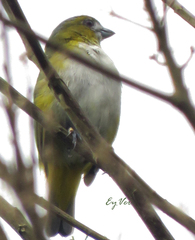 Euphonia
