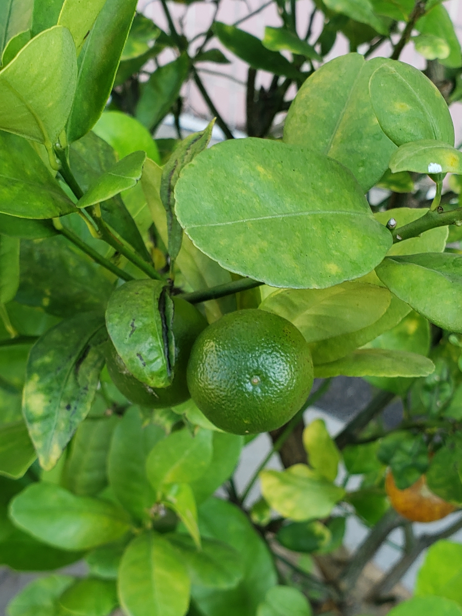 Imagem de Laranja Kinkan