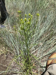 Dysodiopsis tagetoides