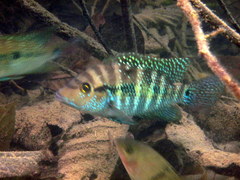 Cribroheros robertsoni