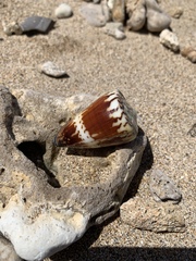 Conus planorbis