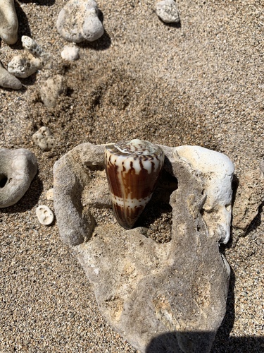 Conus planorbis observed 2019-05-30