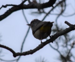 Leiothlypis crissalis