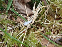 Eucalantica polita