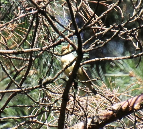 Paprastoji tošinukė