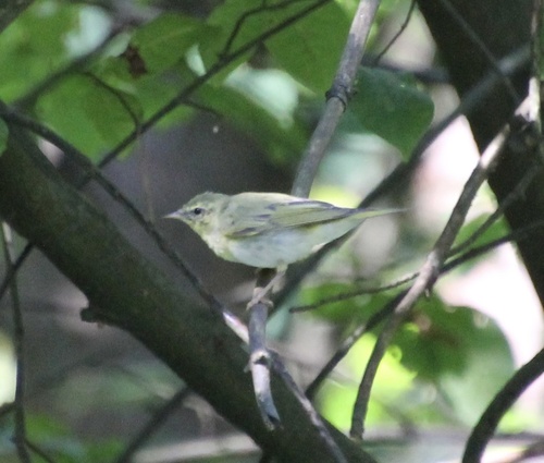 Žalioji pečialinda