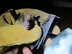 Phyllostomus discolor