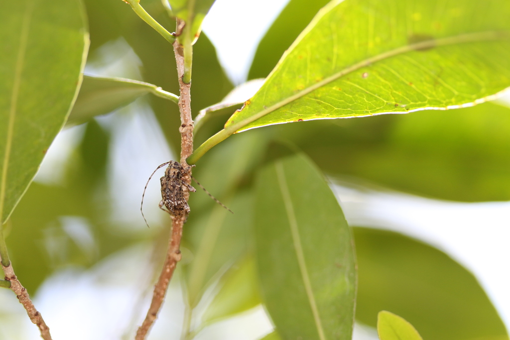 Leptostylopsis albofasciatus