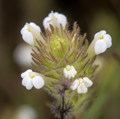 Pedicularideae