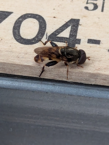 Yellow-thighed Thick-leg Fly photo 3