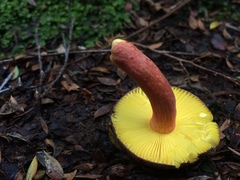 Russula tricholomopsis