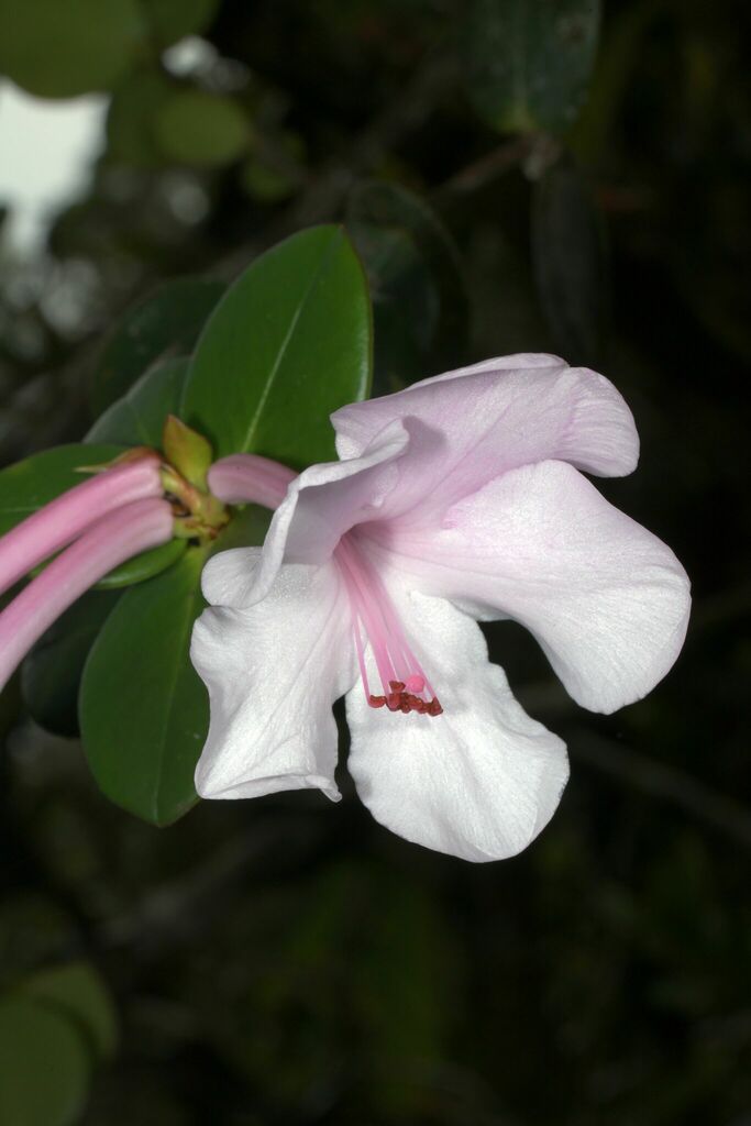 Rhododendron orbiculatum; photograph (c) Gary Yong Gee, some rights reserved (CC BY)