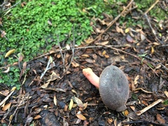 Russula tricholomopsis