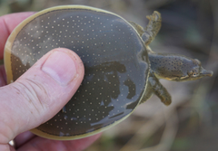 Apalone spinifera guadalupensis