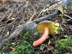 Russula tricholomopsis
