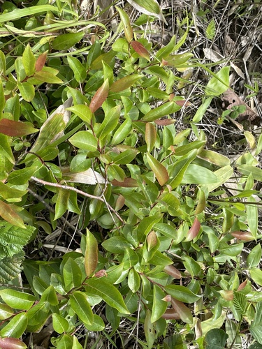 Salix reinii iNat (2)