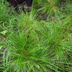 Carex seorsa