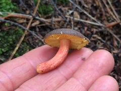 Russula tricholomopsis