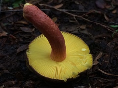 Russula tricholomopsis