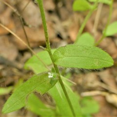 Myosotis macrosperma