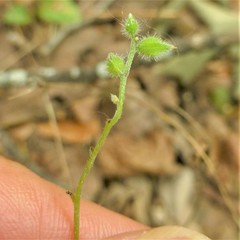 Myosotis macrosperma