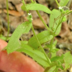 Myosotis macrosperma