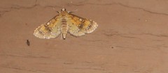 Niphograpta albiguttalis