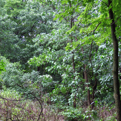 Populus heterophylla