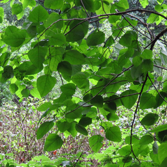 Populus heterophylla