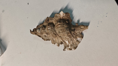 Biplex perca observed 2024-07-09