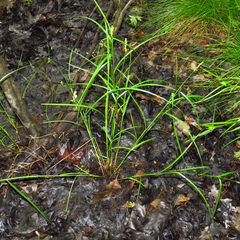 Carex tribuloides